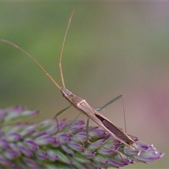 Mutusca brevicornis at Cotter River, ACT - 23 Nov 2024