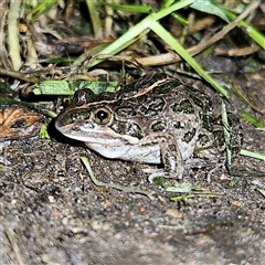 Limnodynastes tasmaniensis at Braidwood, NSW - 30 Nov 2024 by MatthewFrawley