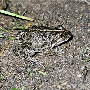 Limnodynastes tasmaniensis at Braidwood, NSW - 30 Nov 2024 08:08 PM