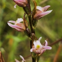 Prasophyllum sp. at Ebor, NSW - 30 Nov 2024 by Csteele4