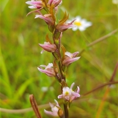 Prasophyllum pictum at Ebor, NSW - suppressed