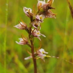 Prasophyllum pictum at Ebor, NSW - suppressed