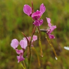 Diuris sp. at Ebor, NSW - 30 Nov 2024 by Csteele4