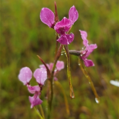 Diuris sp. aff. dendrobioides (Ebor) (Ebor Donkey Orchid) by Csteele4