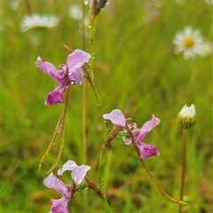 Diuris sp. aff. dendrobioides (Ebor) at Ebor, NSW - suppressed