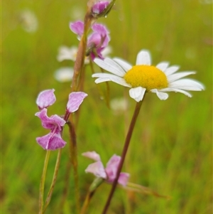 Diuris sp. aff. dendrobioides (Ebor) at Ebor, NSW - suppressed