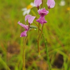 Diuris sp. aff. dendrobioides (Ebor) at Ebor, NSW - suppressed