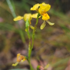 Diuris chrysantha (Double Yellow Tails) at Ebor, NSW by Csteele4