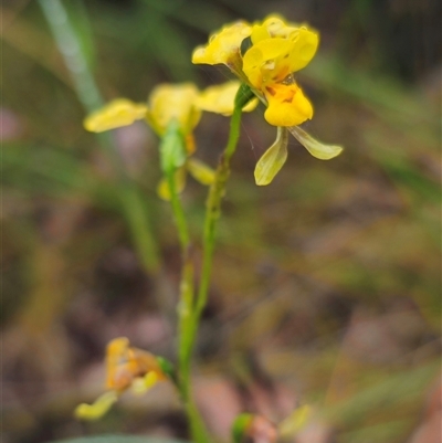 Diuris chrysantha (Double Yellow Tails) at Ebor, NSW by Csteele4