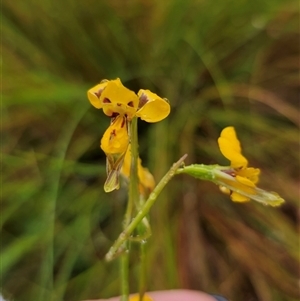 Diuris chrysantha at Ebor, NSW - 30 Nov 2024