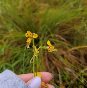 Diuris chrysantha at Ebor, NSW - suppressed