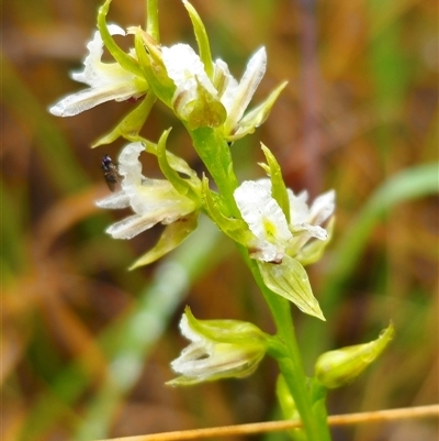 Prasophyllum sp. at Ebor, NSW - 30 Nov 2024 by Csteele4