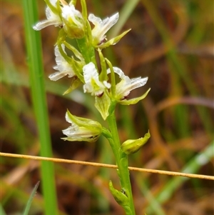 Prasophyllum graniticola at suppressed - suppressed
