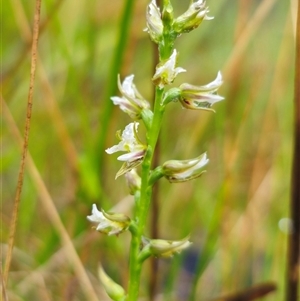Prasophyllum graniticola at suppressed - suppressed