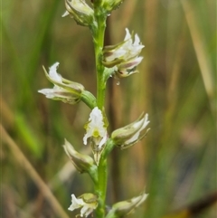 Prasophyllum graniticola at suppressed - suppressed