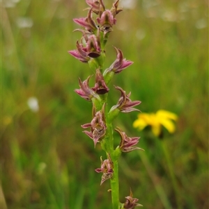Prasophyllum solstitium at Bald Blair, NSW - suppressed