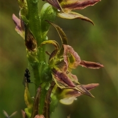 Prasophyllum solstitium at Bald Blair, NSW - suppressed