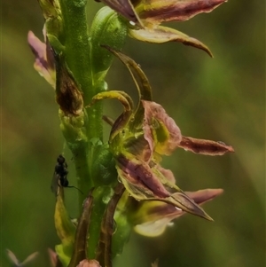 Prasophyllum solstitium at Bald Blair, NSW - 30 Nov 2024