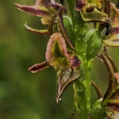 Prasophyllum solstitium at Bald Blair, NSW - suppressed