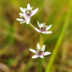 Wurmbea dioica subsp. alba at Bald Blair, NSW - 30 Nov 2024 by Csteele4