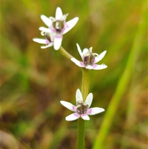 Unidentified Lily or Iris at Bald Blair, NSW by Csteele4