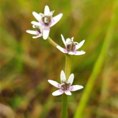 Wurmbea dioica subsp. alba at Bald Blair, NSW - 30 Nov 2024 by Csteele4