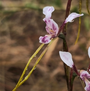 Diuris minor at Bald Blair, NSW - suppressed