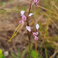 Diuris minor at Bald Blair, NSW - suppressed