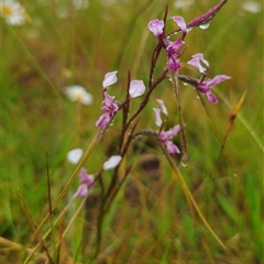 Diuris minor at Bald Blair, NSW - suppressed