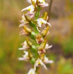 Prasophyllum sp. at Bald Blair, NSW - 30 Nov 2024 by Csteele4