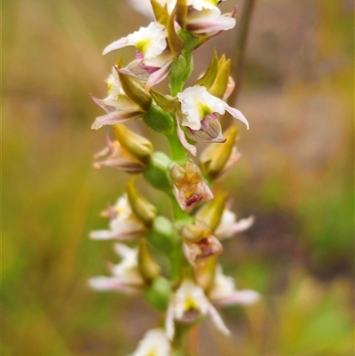 Prasophyllum sp. at Bald Blair, NSW - 30 Nov 2024 by Csteele4