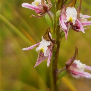 Prasophyllum dossenum at Bald Blair, NSW - suppressed