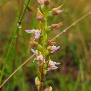 Prasophyllum dossenum at Bald Blair, NSW - suppressed