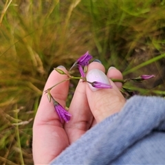 Arthropodium fimbriatum at Bald Blair, NSW - 30 Nov 2024 by Csteele4