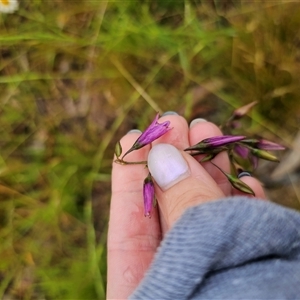Arthropodium fimbriatum at Bald Blair, NSW - 30 Nov 2024 05:43 PM