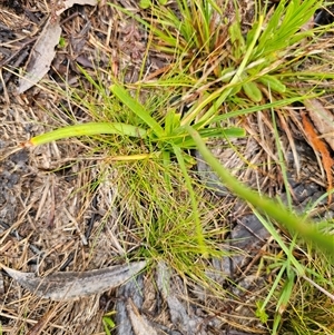 Arthropodium fimbriatum at Bald Blair, NSW - 30 Nov 2024 05:43 PM