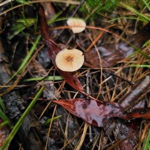 Lentinus arcularius at Ebor, NSW - suppressed