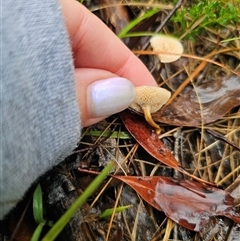 Lentinus arcularius at Ebor, NSW - suppressed