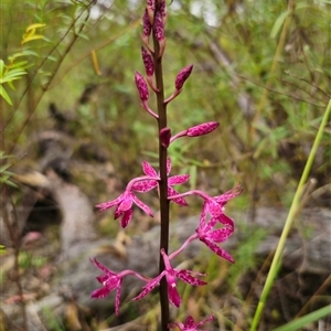 Dipodium punctatum at Hillgrove, NSW - suppressed