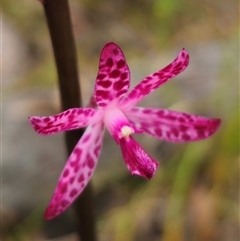 Dipodium punctatum at Hillgrove, NSW - suppressed