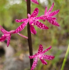 Dipodium punctatum at Hillgrove, NSW - suppressed