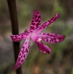 Dipodium punctatum at Hillgrove, NSW - suppressed