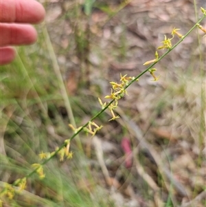 Stackhousia viminea at Hillgrove, NSW - 29 Nov 2024 01:50 PM