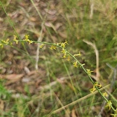 Stackhousia viminea at Hillgrove, NSW - 29 Nov 2024 01:50 PM
