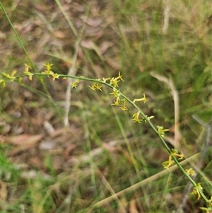 Stackhousia viminea at Hillgrove, NSW - 29 Nov 2024 01:50 PM