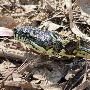 Morelia spilota at Dundurrabin, NSW by Csteele4