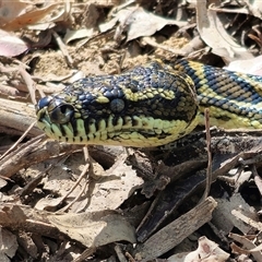 Morelia spilota at suppressed - suppressed