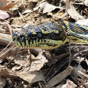Morelia spilota at suppressed - suppressed