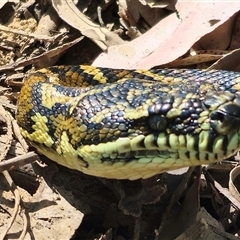 Morelia spilota at suppressed - suppressed