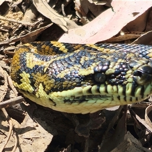 Morelia spilota at suppressed - suppressed